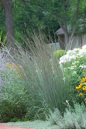#1 grass bluestem blue heaven
