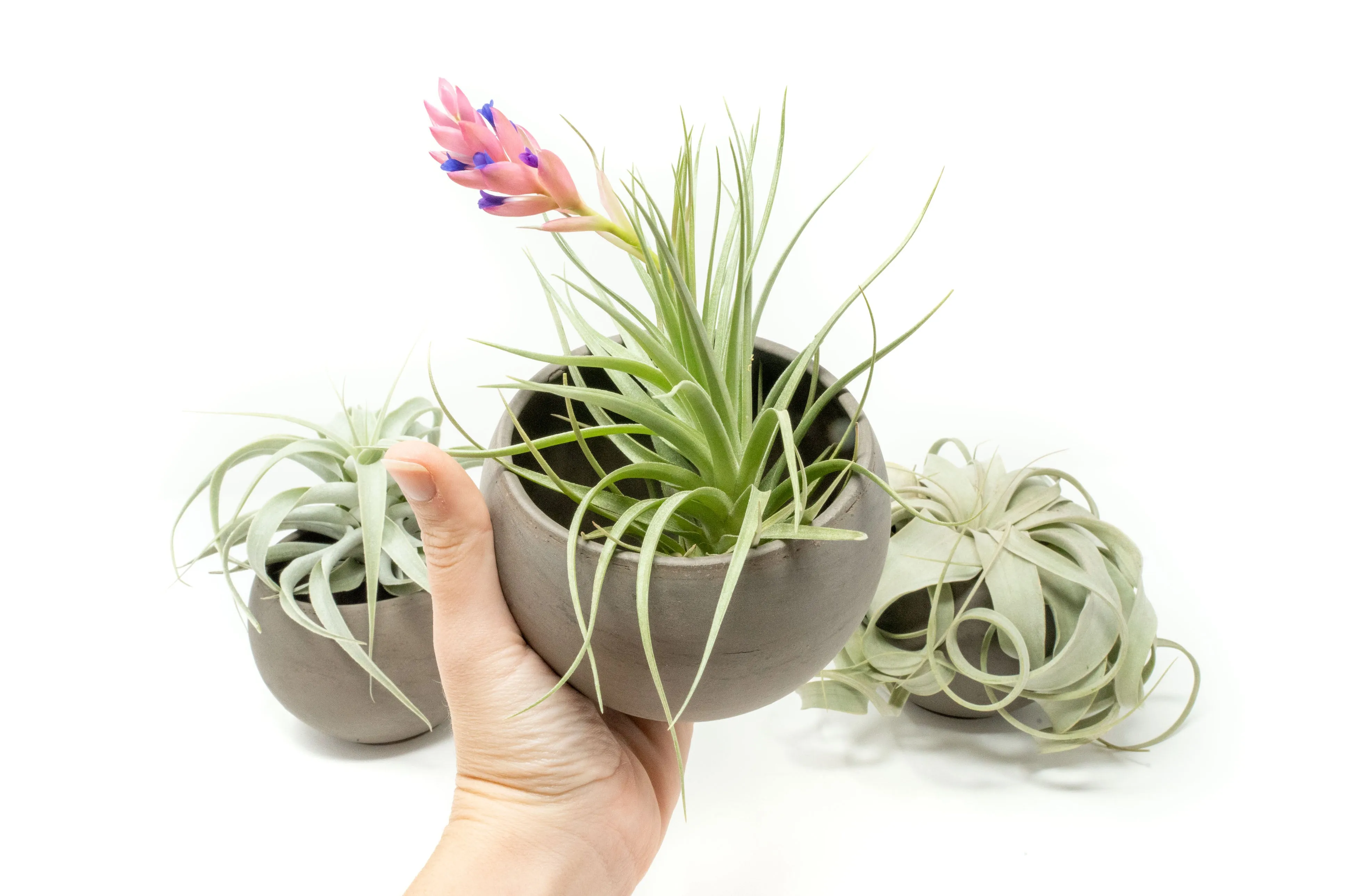 Set of 3 Charcoal Clay Containers with Premium Tillandsia Air Plants